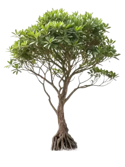 Imagen PNG para descargar